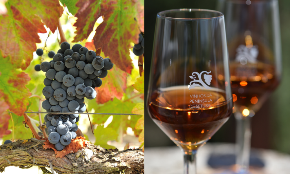 Vinho da realeza, produção ancestral e patrimônio de Portugal
