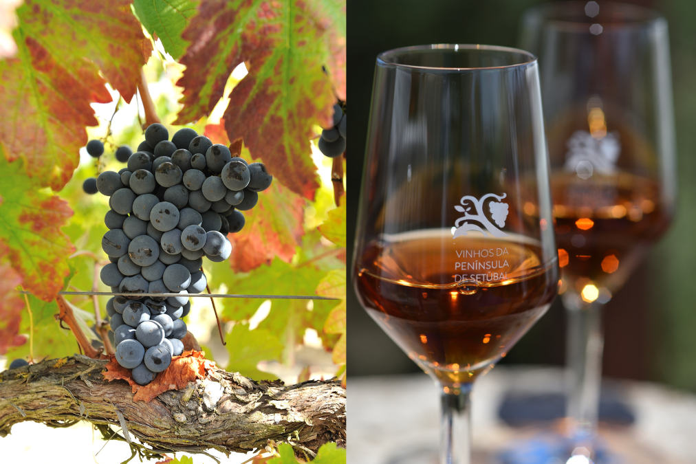 Vinho da realeza, produção ancestral e patrimônio de Portugal