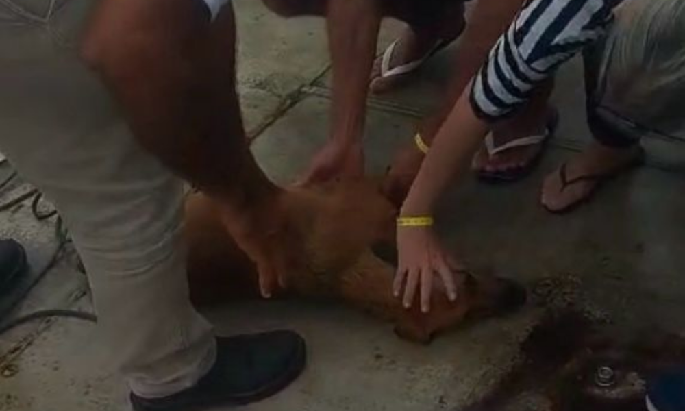 Cão é salvo por tripulação de balsa após ser encontrado no mar em Ilhabela
