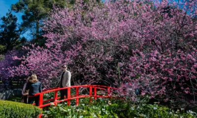 Campos do Jordão se prepara para ‘54ª Festa da Cerejeira em Flor’ em julho