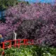 Campos do Jordão se prepara para ‘54ª Festa da Cerejeira em Flor’ em julho