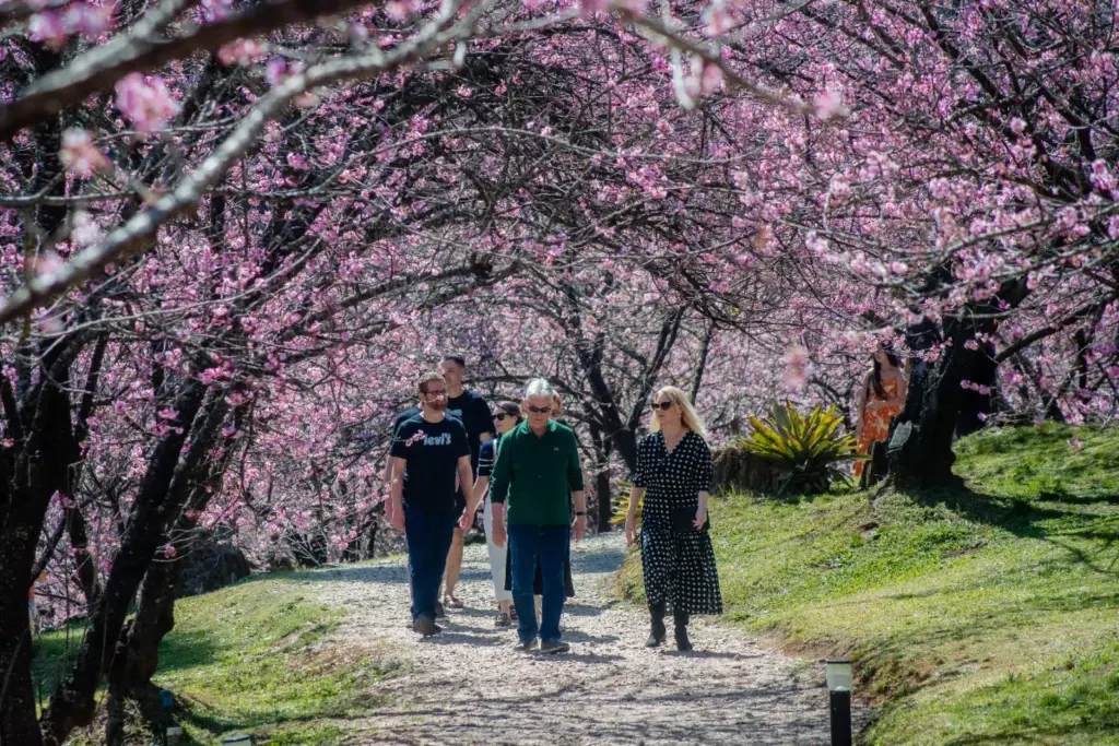 Campos do Jordão está em festa! Neste final de semana (23 e 24), o Parque da Cerejeira recebe o Festival de Gastronomia do Vale do Paraíba com entrada GRATUITA!
Chefs renomados, oficinas criativas, shows incríveis e a florada mais linda das sakuras te esperam!
📍 Das 9h às 16h | Vila Albertina
🍴 Vem viver essa experiência única com a gente!
#FestivalGastronomiaVale #CamposDoJordão #SakurasEmFlor #EventoGratuito #GastronomiaRegional
