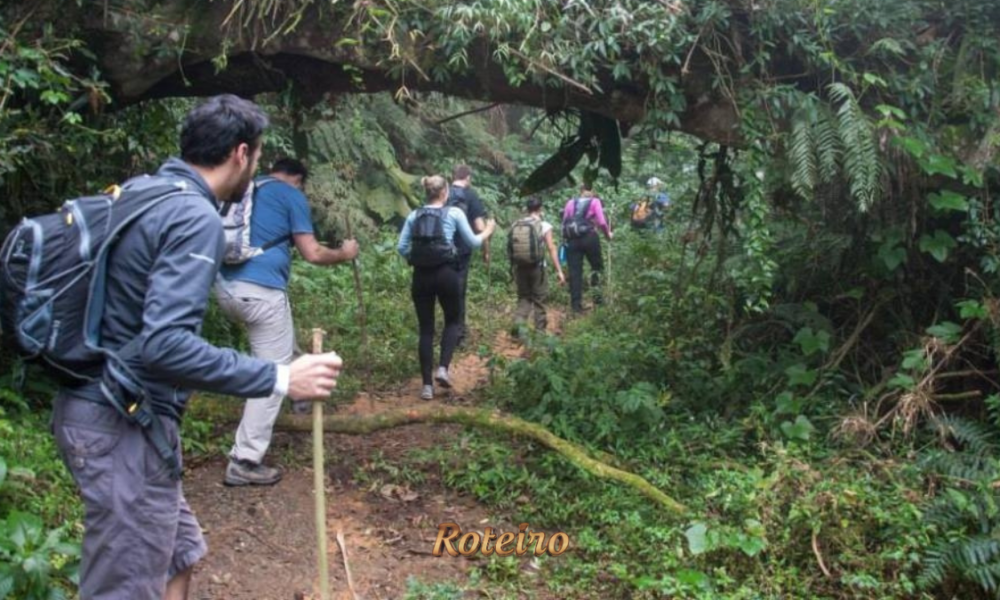 Trilha guiada em São Francisco Xavier com visitantes caminhando entre árvores nativas da Serra da Mantiqueira
