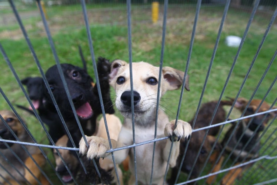 Projeto reforça cuidado para os cães e gatos resgatados pelo município - Foto Claudio VieiraPMSJC