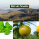 Frutas nativas do Vale do Paraíba: cambuci, uvaia e araçá sobre fundo com céu azul e montanhas da região