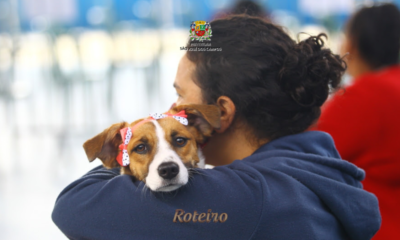 Tutora de costas abraça cachorro pequeno de pelagem caramelo e branca com laço vermelho na cabeça durante evento de castração gratuita do programa Meu Pet Feliz em São José dos Campos. Foto: Divulgação/PMSJC
