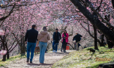 Visitantes caminham sob túnel de cerejeiras sakura em flor no Parque da Cerejeira em Campos do Jordão — foto Cleverson Nunes