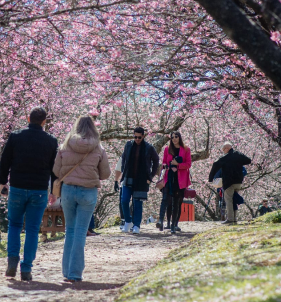 Visitantes caminham sob túnel de cerejeiras sakura em flor no Parque da Cerejeira em Campos do Jordão — foto Cleverson Nunes