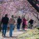 Visitantes caminham sob túnel de cerejeiras sakura em flor no Parque da Cerejeira em Campos do Jordão — foto Cleverson Nunes