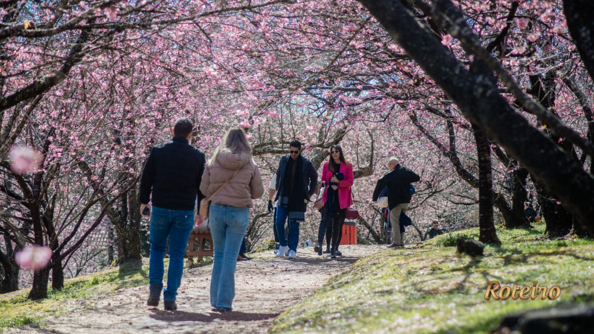 Visitantes caminham sob túnel de cerejeiras sakura em flor no Parque da Cerejeira em Campos do Jordão — foto Cleverson Nunes