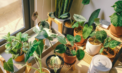 Vasos com plantas variadas de interior organizados em estante de madeira próxima à janela para decorar a casa no inverno em SJC — foto Roteiro SJC