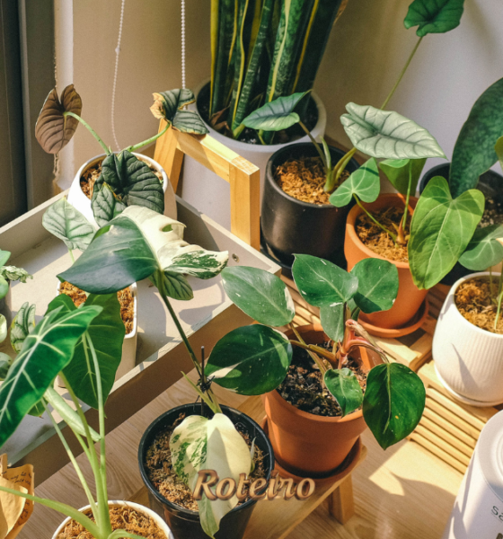 Vasos com plantas variadas de interior organizados em estante de madeira próxima à janela para decorar a casa no inverno em SJC — foto Roteiro SJC