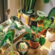 Vasos com plantas variadas de interior organizados em estante de madeira próxima à janela para decorar a casa no inverno em SJC — foto Roteiro SJC