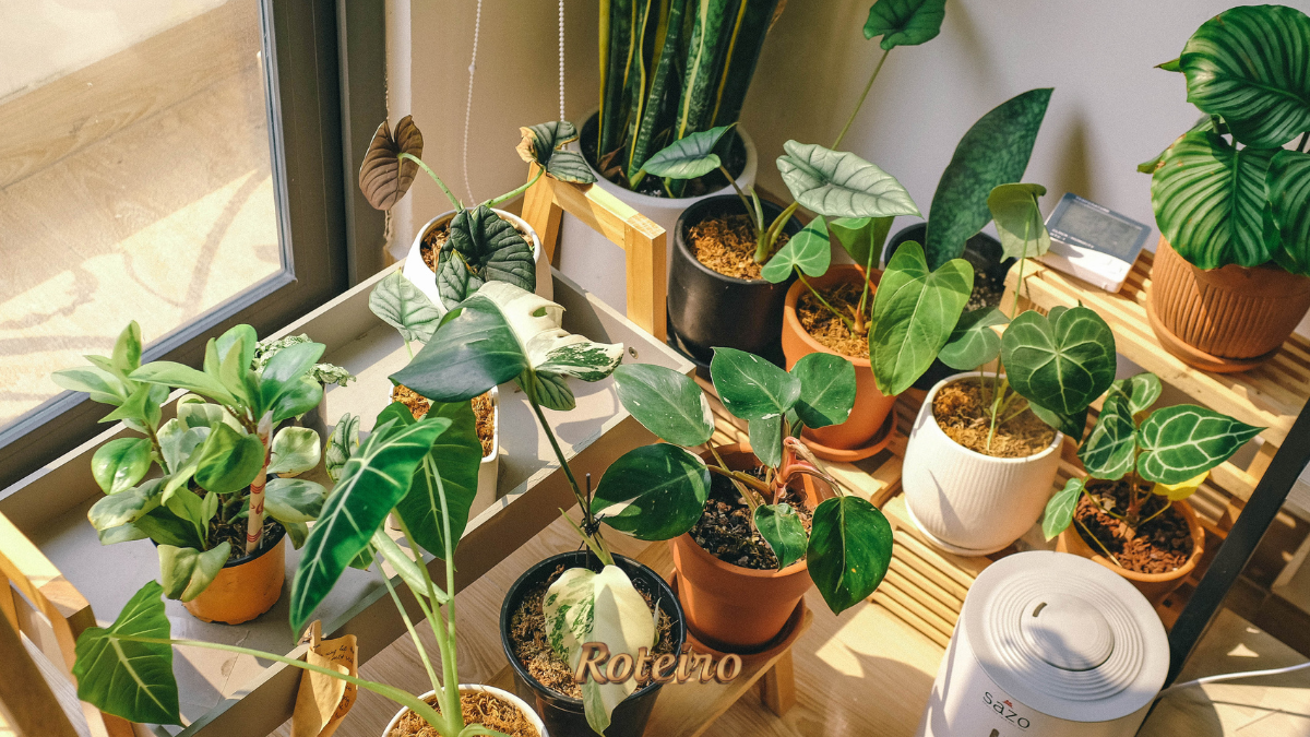 Vasos com plantas variadas de interior organizados em estante de madeira próxima à janela para decorar a casa no inverno em SJC — foto Roteiro SJC