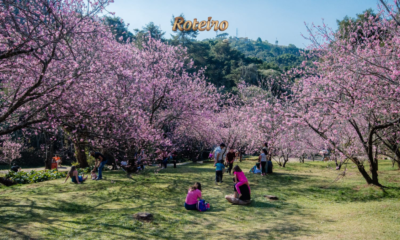 sakura Campos do Jordao Parque Cerejeira visitantes inverno 2026