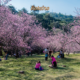 sakura Campos do Jordao Parque Cerejeira visitantes inverno 2026