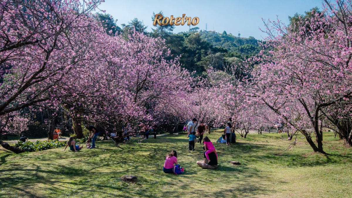 sakura Campos do Jordao Parque Cerejeira visitantes inverno 2026