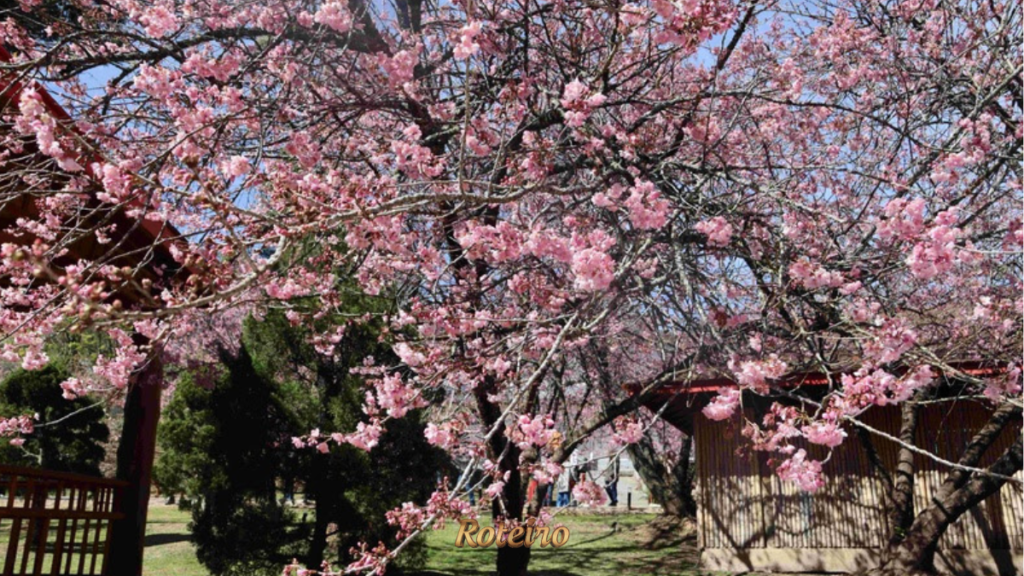 festa cerejeira campos jordao sakuras floridas perto de sjc