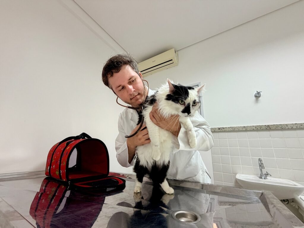  veterinario examinando gato em Sao Jose dos Campos