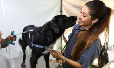 castração gratuita cães gatos São José dos Campos