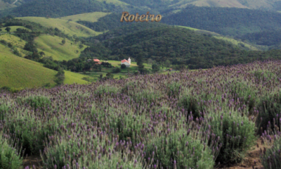 6 Festival do Queijo de Cunha: paisagem rural com lavanda e serra no caminho até Cunha