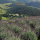 6 Festival do Queijo de Cunha: paisagem rural com lavanda e serra no caminho até Cunha