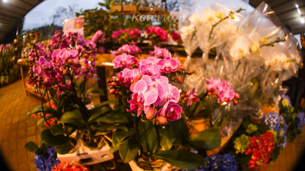 Flores e Licores Guararema: orquídeas à venda no festival